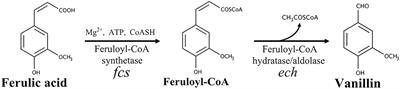 Maximizing the Efficiency of Vanillin Production by Biocatalyst Enhancement and Process Optimization